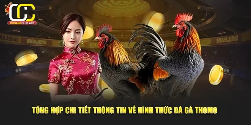 Giới Thiệu Về Đá Gà Thomo Và Choangclub