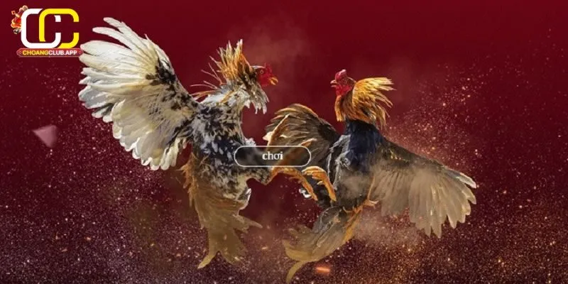 Tại Sao Nên Chọn Đá Gà Trực Tuyến Trên Choangclub
