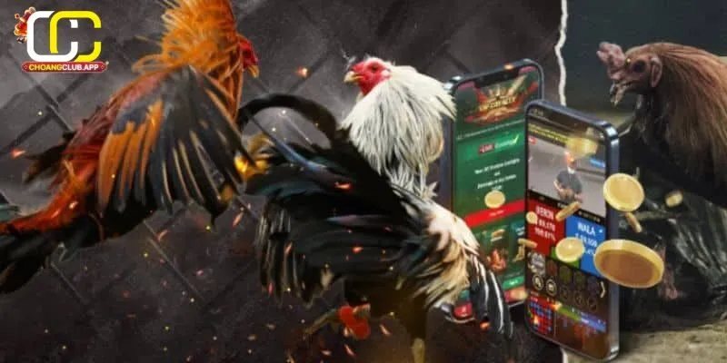 Các Loại Cược Và Cách Thức Chơi Ws168 Đá Gà